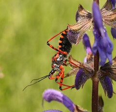 Rhynocoris iracundus