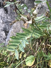 Hedysarum hedysaroides