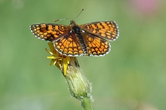 Melitaea deione