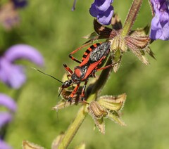 Rhynocoris iracundus