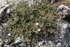 Erodium saxatile