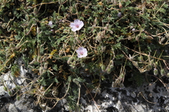 Erodium saxatile
