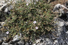Erodium saxatile