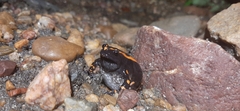 Phrynomantis bifasciatus
