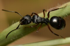 Polyrhachis patiens
