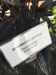 Strobilanthes auriculata dyeriana