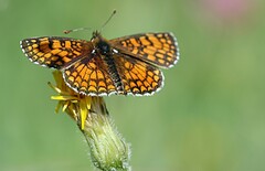 Melitaea deione