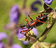 Rhynocoris iracundus