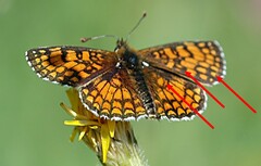 Melitaea deione