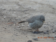 Argya striata