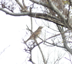 Turdus eunomus