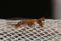 Spaminta minjerribae