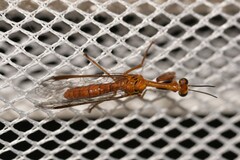 Spaminta minjerribae