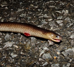 Atractus flammigerus