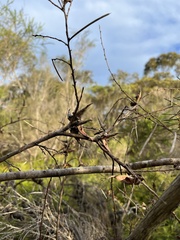 Hakea