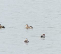 Anas platyrhynchos × zonorhyncha