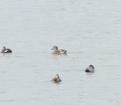 Anas platyrhynchos × zonorhyncha