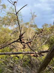 Hakea