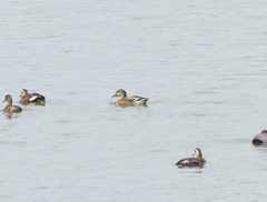 Anas platyrhynchos × zonorhyncha