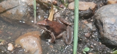 Ptychadena anchietae