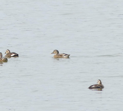 Anas platyrhynchos × zonorhyncha