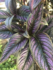 Strobilanthes auriculata dyeriana