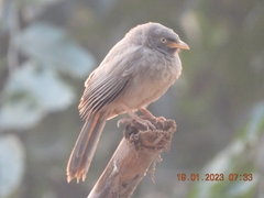 Argya striata