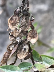 Hedysarum hedysaroides