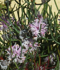 Petrophile linearis