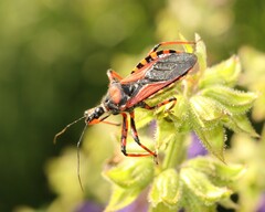 Rhynocoris iracundus