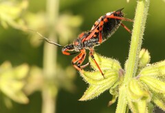 Rhynocoris iracundus
