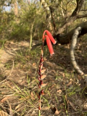 Watsonia aletroides