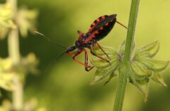 Rhynocoris iracundus