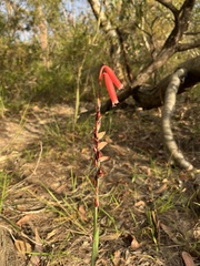 Watsonia aletroides