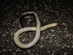 Atractus flammigerus
