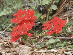 Glandularia peruviana