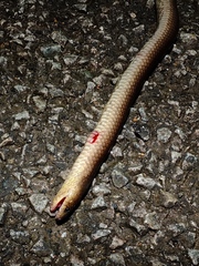 Atractus flammigerus