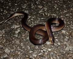 Atractus flammigerus