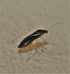 Phylus coryli