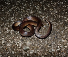Atractus flammigerus