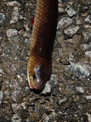 Atractus flammigerus