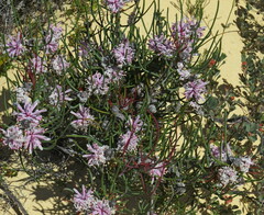 Petrophile linearis