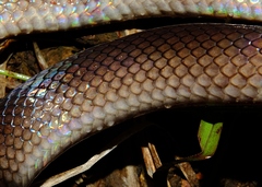 Atractus flammigerus