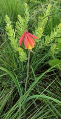 Kniphofia