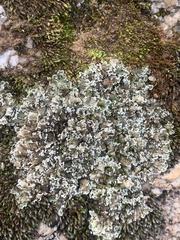 Cladonia foliacea