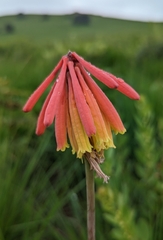 Kniphofia