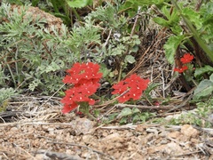 Glandularia peruviana