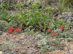 Glandularia peruviana