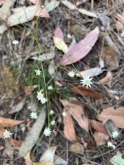 Actinotus minor
