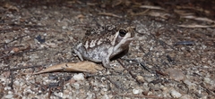 Breviceps
